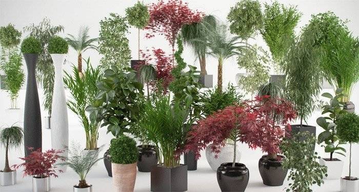 Разновидности комнатных растений