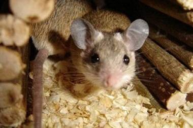 Живут ли мыши в керамзите