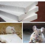 Едят ли мыши пенопласт