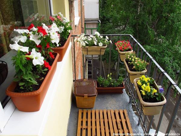 фото: ящики с цветами на открытом балкона